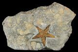 Ordovician Starfish (Petraster?) Fossil - Morocco #175286-1